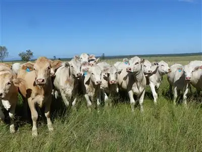 Sixth view of Homely rural property listing, . "Kia Ora", Injune QLD 4454