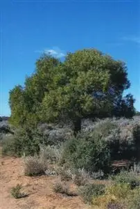Fifth view of Homely rural property listing, Sec 84&85 Eyre Highway, Fowlers Bay SA 5690