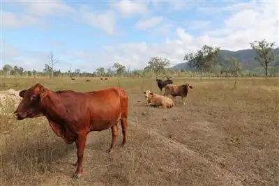 Second view of Homely rural property listing, Lot 1 Ryans Road, Calcium, Woodstock QLD 4816