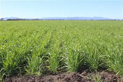 "Redbank"/80 Redbank Rd, Gunnedah NSW 2380