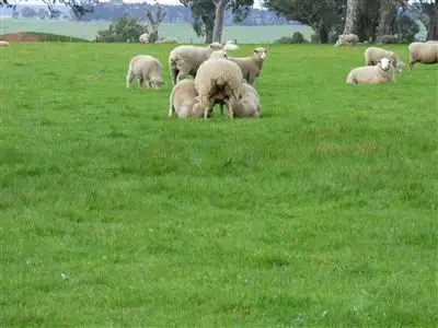 Third view of Homely rural property listing, 359 Noss Retreat Road, Casterton VIC 3311