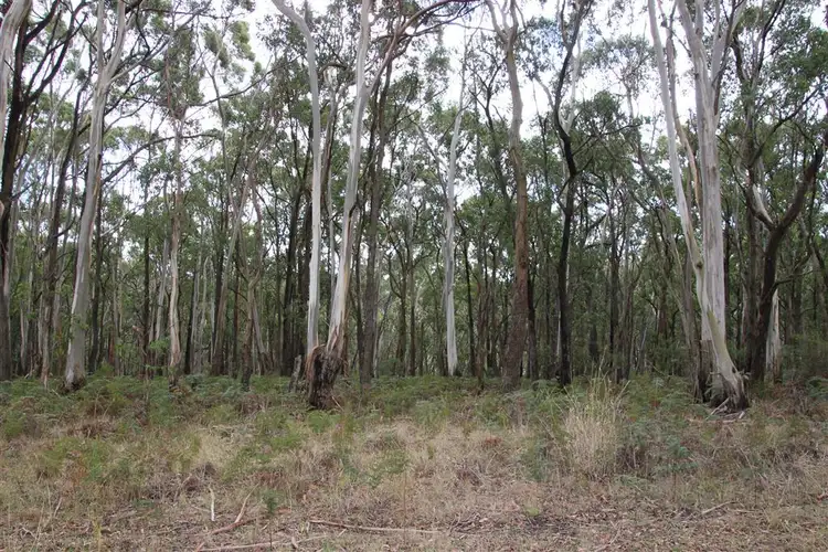 Fourth view of Homely rural property listing, Lot52 F Bucks Road, Scotts Creek VIC 3267