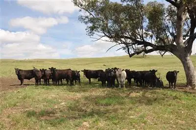 Main view of Homely rural property listing, 2741 Bunnan Rd, "Rosedale", Scone NSW 2337