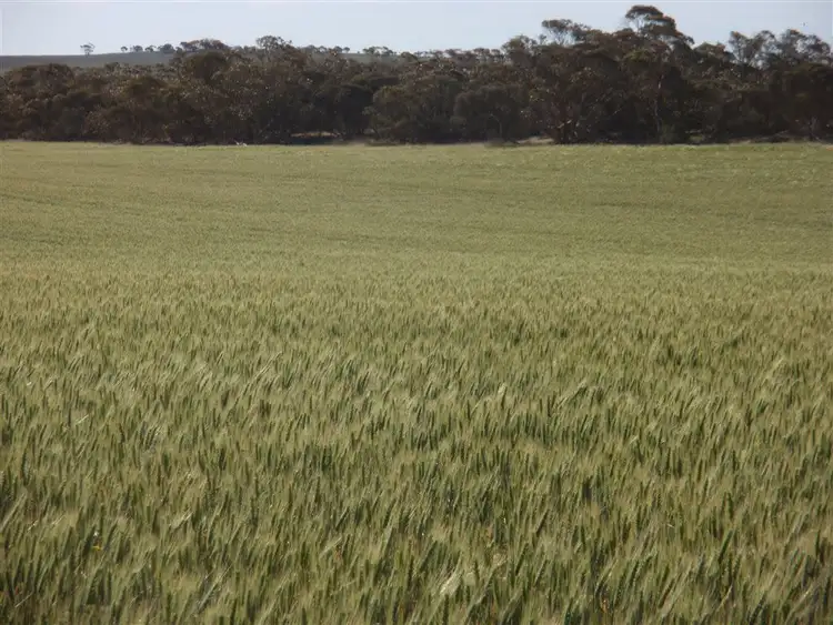 Fourth view of Homely rural property listing, 550 Nantuma Road, Warramboo SA 5650