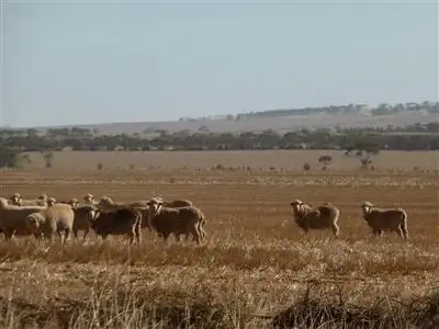 Fifth view of Homely rural property listing, 81 Wheat Road, Balaklava SA 5461