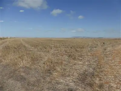 Main view of Homely rural property listing, 81 Wheat Road, Balaklava SA 5461