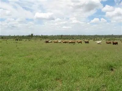 Main view of Homely rural property listing, " Jabiru", Emerald QLD 4720