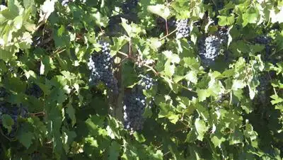 Main view of Homely rural property listing, Lot 28 Chowilla Street, Renmark West SA 5341