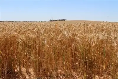 Fourth view of Homely rural property listing, . Yetman Lane, Ouyen VIC 3490