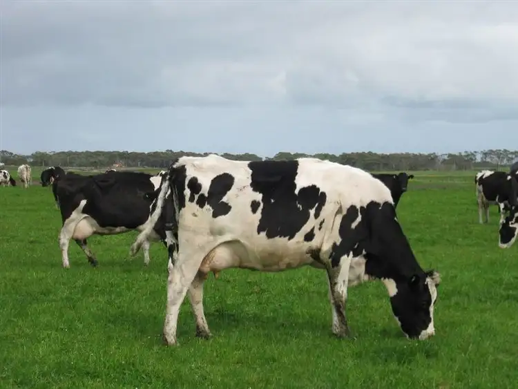 Seventh view of Homely rural property listing, 976 Montagu Road, Smithton TAS 7330