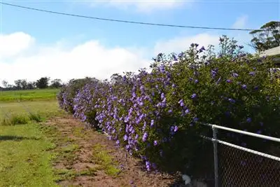 Fifth view of Homely rural property listing, 18656 Great Eastern Hwy, Kellerberrin WA 6410