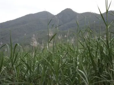 Seventh view of Homely rural property listing, Lot 2 Eton Homebush Road, Oakenden QLD 4741