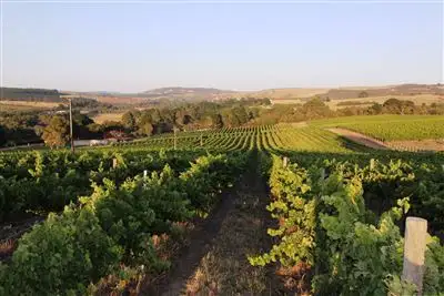 Main view of Homely rural property listing, . Nangkita Vineyard, Nangkita SA 5210
