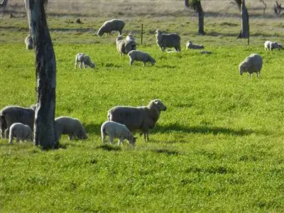 Third view of Homely rural property listing, "Apoinga"/2473 Riddoch Highway, Keith SA 5267