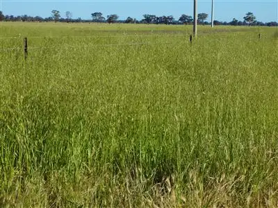 Fifth view of Homely rural property listing, . Morotai, Deniliquin NSW 2710