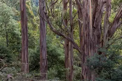 Third view of Homely land listing, Lot 1 Bakers Creek Trail, Lucaston TAS 7109