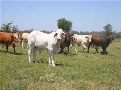 Seventh view of Homely rural property listing, . "Taroom Waterhole Paddocks", Taroom QLD 4420