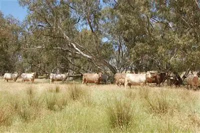 Main view of Homely rural property listing, Kelvin Grove, Burrandana Road, Wagga Wagga NSW 2650