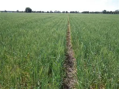 Third view of Homely rural property listing, 1312 McLeods Rd, Tara QLD 4421