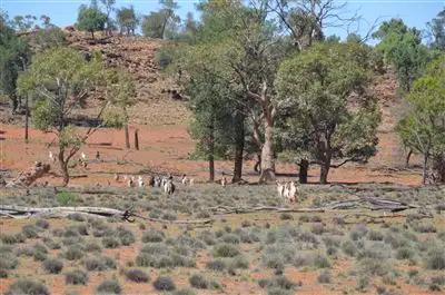 * Beechworth Marma Aggregation, Cobar NSW 2835