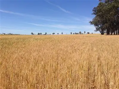 Third view of Homely rural property listing, 326 Blatches Lane, Yeoval NSW 2868