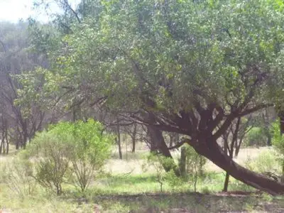Second view of Homely rural property listing, " Wilbertree", Nyngan NSW 2825