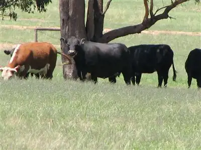 Sixth view of Homely rural property listing, 1 Wongabel, Adelargo Road, Grenfell NSW 2810