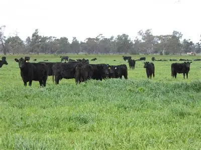 Fourth view of Homely rural property listing, 1036 Tabbita Lane, Goolgowi NSW 2652