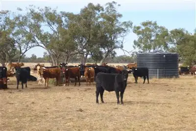 Fifth view of Homely rural property listing, " Corella", Nyngan NSW 2825