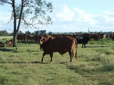 Main view of Homely rural property listing, Lot 54 Beebo Seventeen Mile Road, Glenarbon QLD 4385