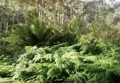 Fifth view of Homely rural property listing, 540 Davis Gully Road, Four Mile Creek TAS 7215