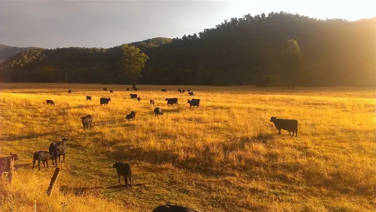 Second view of Homely rural property listing, 2704 Benambra-Corryong Rd, Nariel Valley VIC 3707