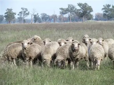 Seventh view of Homely rural property listing, 42 Wythes Lane, Forbes NSW 2871