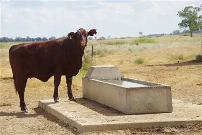 Second view of Homely rural property listing, 28525 Kamilaroi Highway, Burren Junction NSW 2386