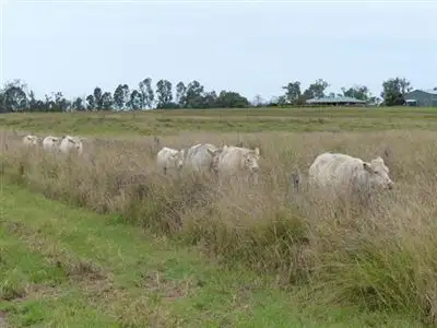 Seventh view of Homely rural property listing, 184 Old Rosevale Road, Warrill View QLD 4307