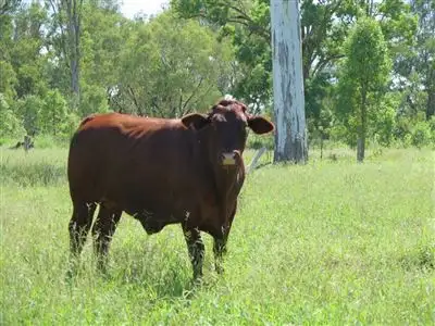 Third view of Homely rural property listing, . Ridgley, Taroom QLD 4420