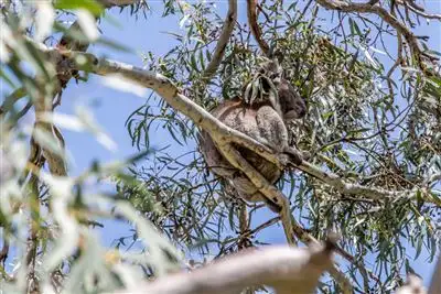 Sixth view of Homely house listing, 6 Morland Avenue, Stonyfell SA 5066