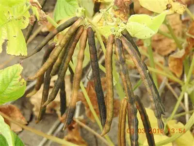 Main view of Homely rural property listing, 1312 McLeods Rd, Tara QLD 4421