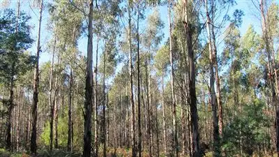 Fourth view of Homely rural property listing, 47.6ha Hodgetts Road, Rosevale TAS 7292