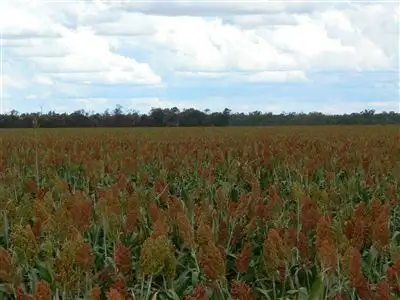 Third view of Homely rural property listing, . "Boolara", Meandarra QLD 4422