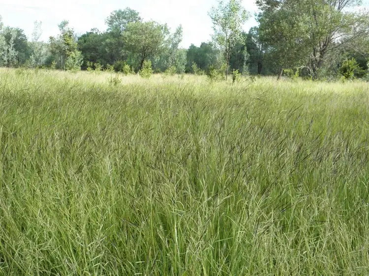 Seventh view of Homely rural property listing, " Lilyvale", Dingo QLD 4702