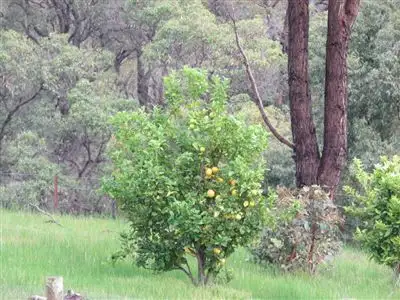 Second view of Homely land listing, 20 Golden Ash Rise, Bridgetown WA 6255