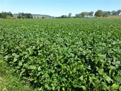 Second view of Homely rural property listing, 496 Glen Legh Road, Glen Innes NSW 2370