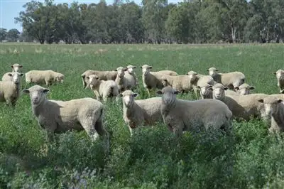 Sixth view of Homely rural property listing, Penally 1791 Paintings Bridge Rd, Narrandera NSW 2700
