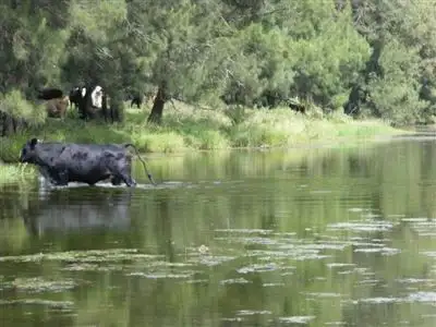 Sixth view of Homely rural property listing, "Kintyre"/9472 Old Grafton Rd, Glen Innes NSW 2370