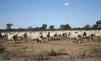 Seventh view of Homely rural property listing, 7856 Carinda Rd, Coonamble NSW 2829
