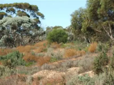 Sixth view of Homely rural property listing, Sec.561 Sturt Highway, Monash SA 5342