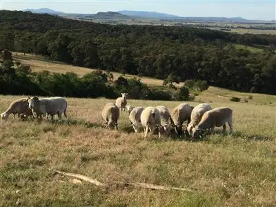 Third view of Homely land listing, 162 Flagstaff Ridge Road, Linton VIC 3360