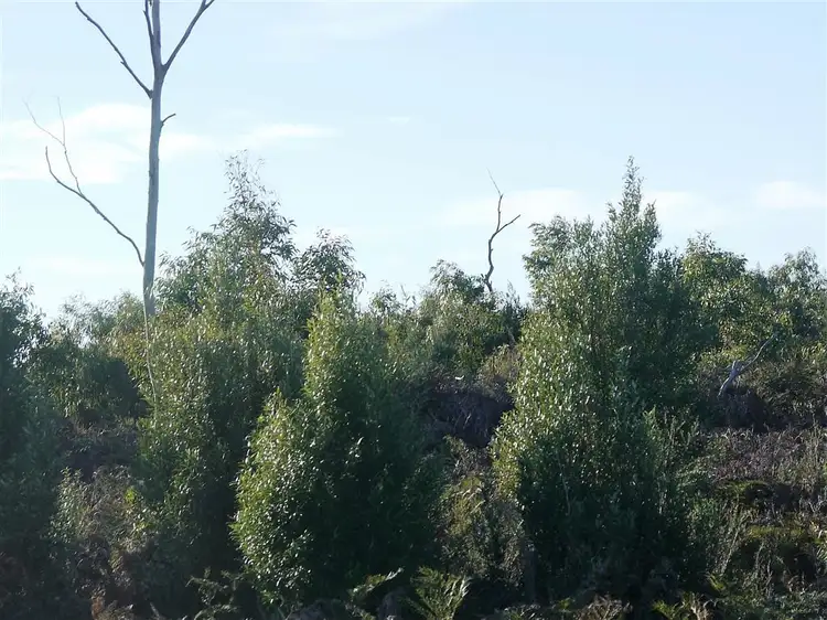 160 Youngs Road, Yambacoona TAS 7256