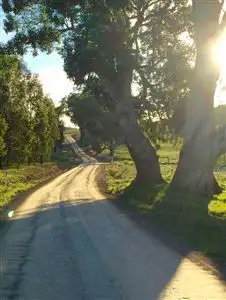Main view of Homely rural property listing, 163 McLeishes Road, Yea VIC 3717